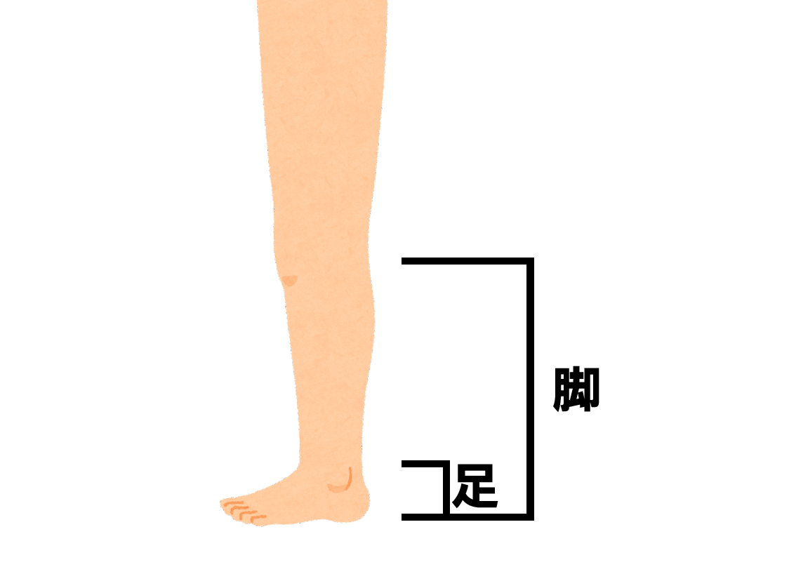 脚と足の違いの画像